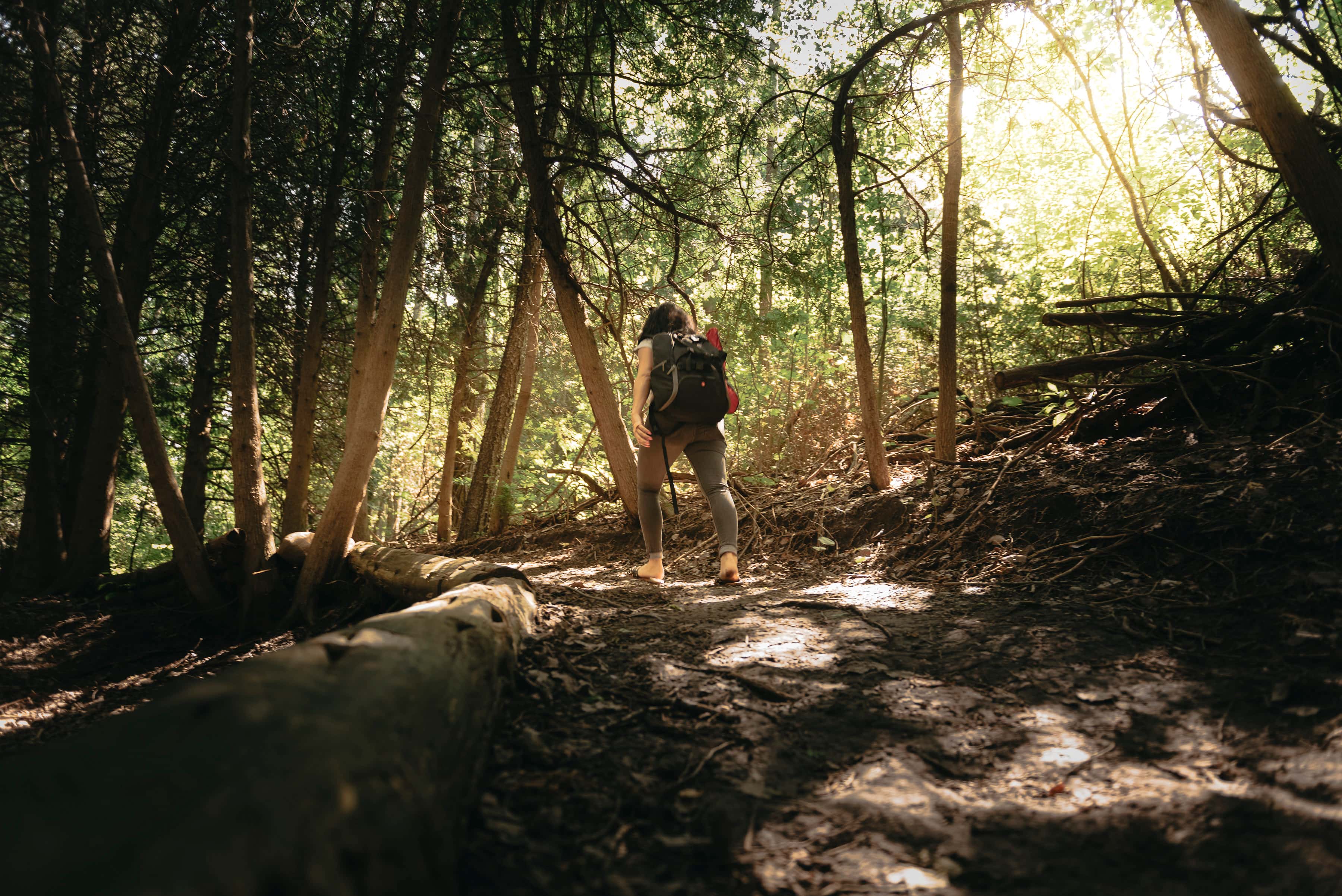 Scanlon Creek Conservation Area image